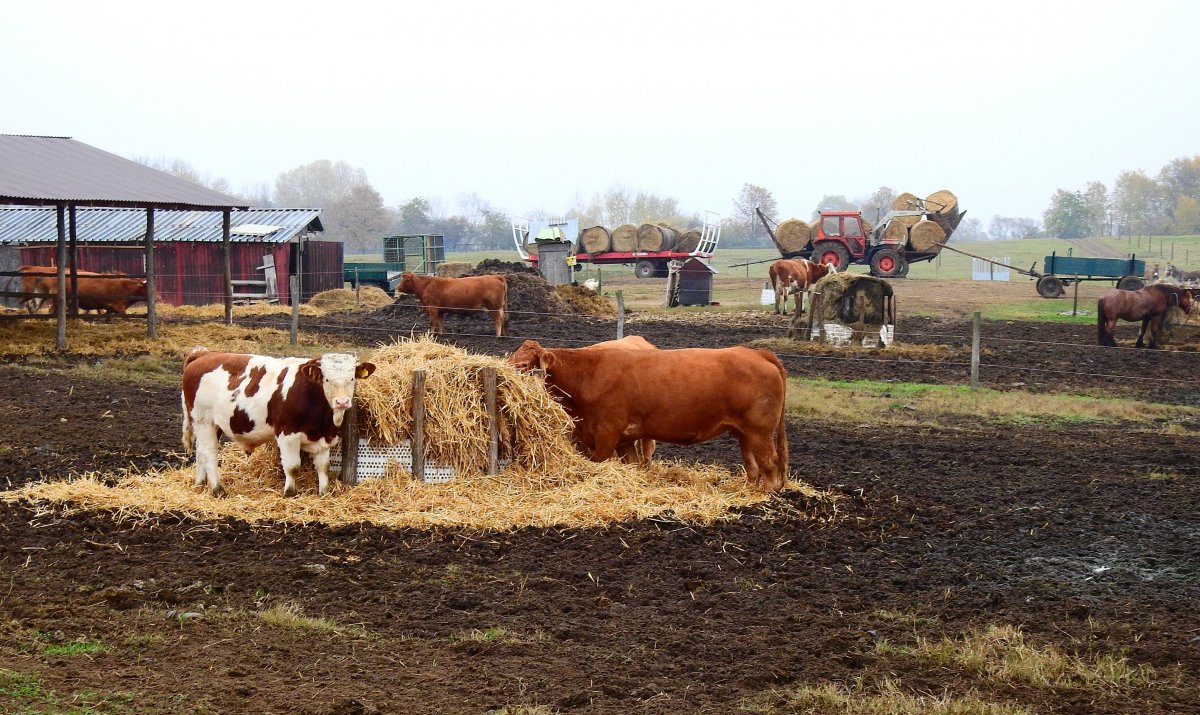 A szarvasmarhák télen-nyáron kinn esznek a szabad ég alatt •  Fotó: Makkay József