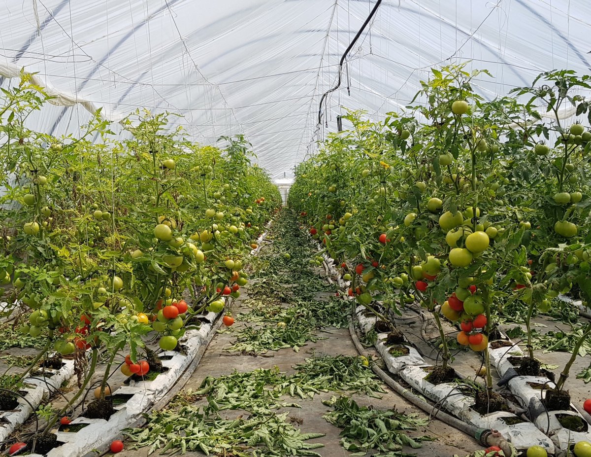 Intenzív paradicsomtermesztés egy Maros megyei gazdánál. Jó úton halad az agrárágazat felzárkóztatása &bullet;  Fotó: Makkay József