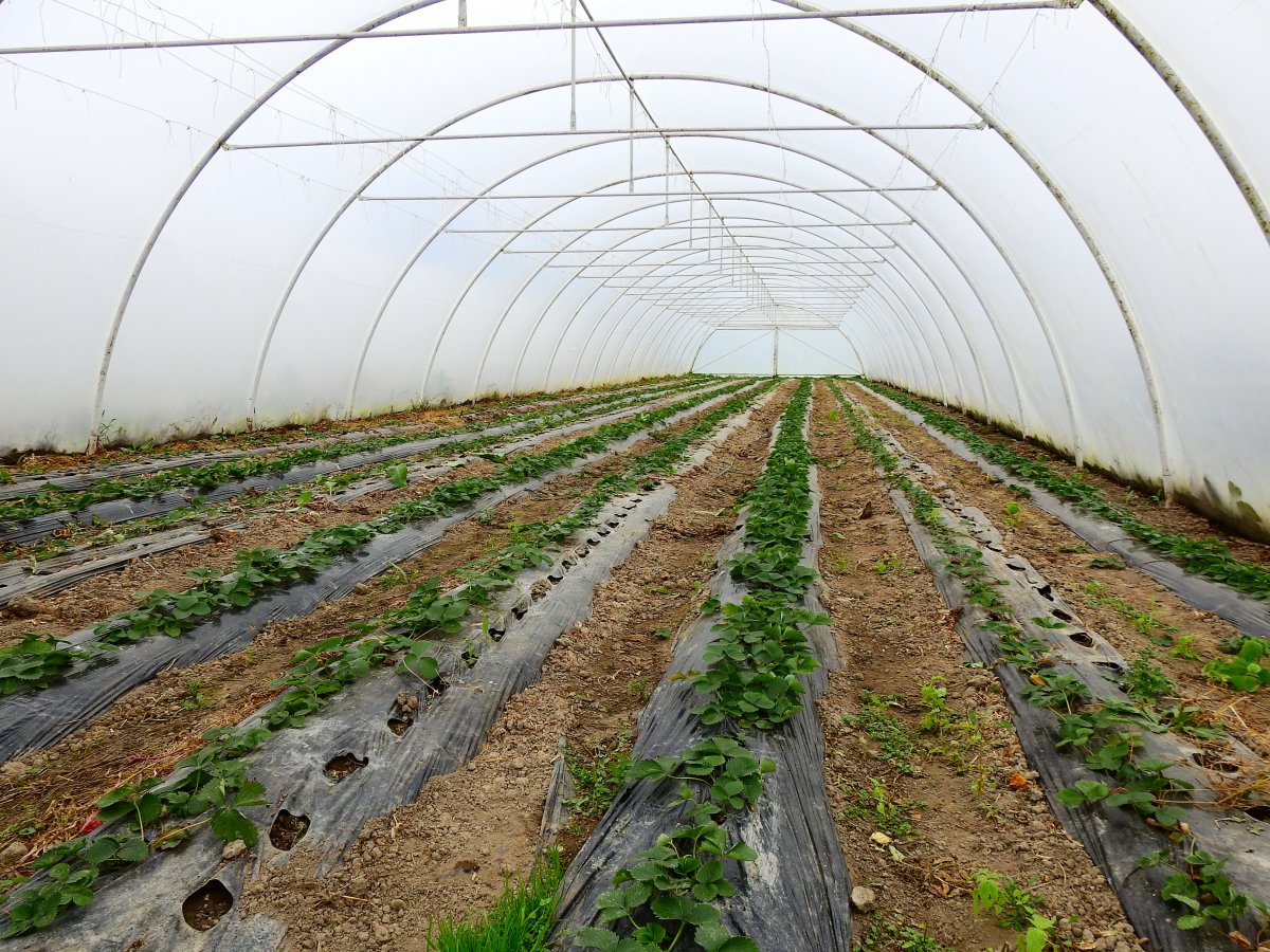 Bakhátas fólia alatti földieper-termesztés •  Fotó: Makkay József
