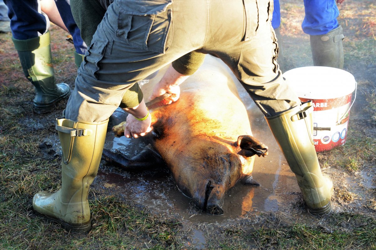 Pillanatkép a Nyírségi Disznótoros Fesztiválról • Fotó: Trifonov Éva