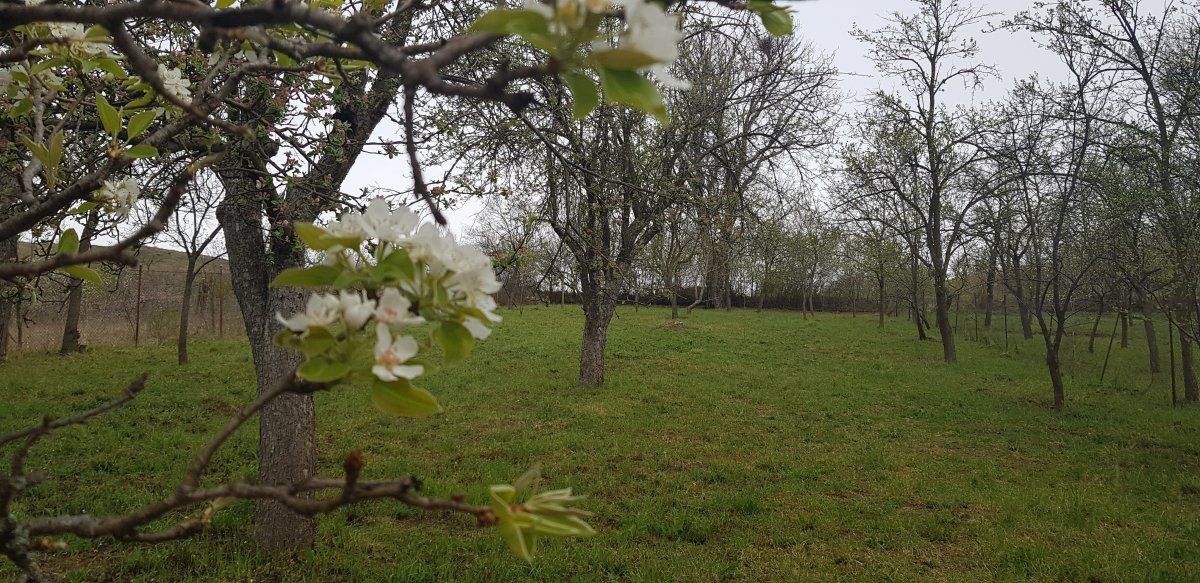 Erdély-szerte egyre többen figyelnek háztáji gyümölcsöskertjükre &bullet;  Fotó: Makkay József