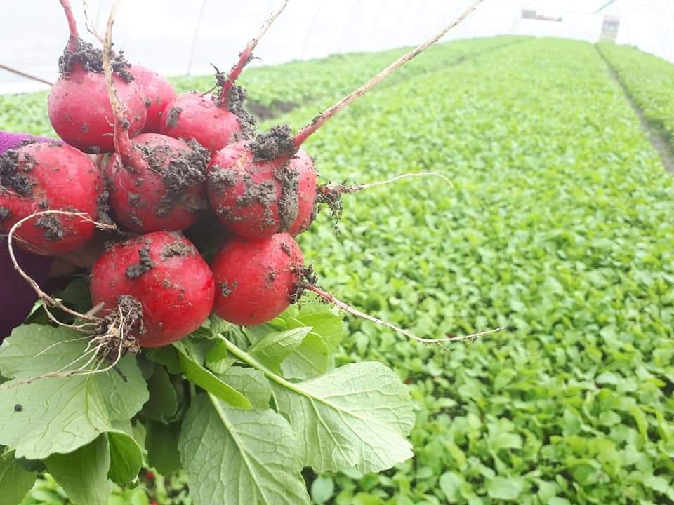 Apahidai retek. A Szamos-menti település egyik legismertebb zöldsége &bullet;  Fotó: Kis-Szamos Rét Mezőgazdasági Szövetkezet