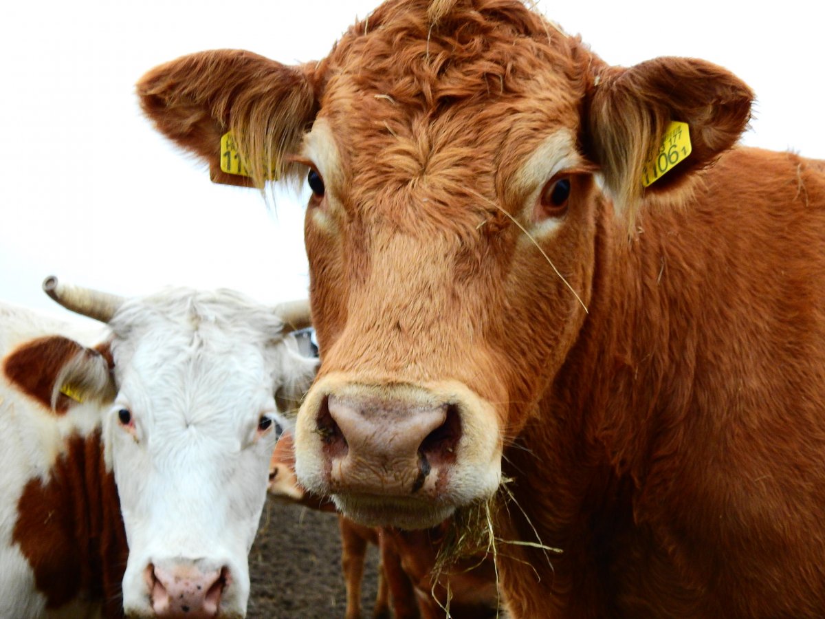 Limousine és pirostarka tehenek. Szabadtartásban egyik sem kezes jószág •  Fotó: Makkay József