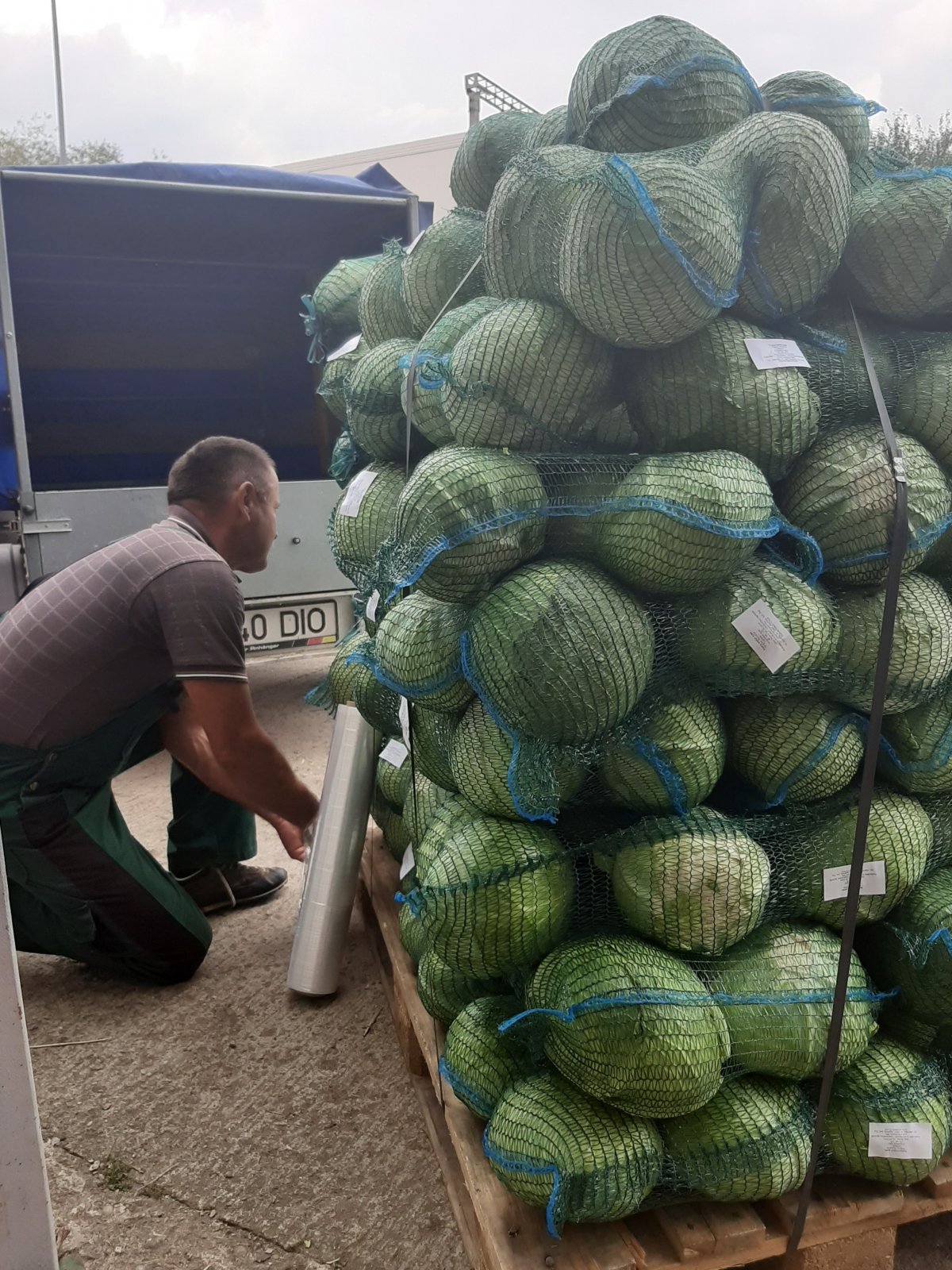 A szövetkezeti tagok legnagyobb tételben káposztát szállítanak a a nagyáruházaknak &bullet;  Fotó: Kis-Szamos Rét Mezőgazdasági Szövetkezet