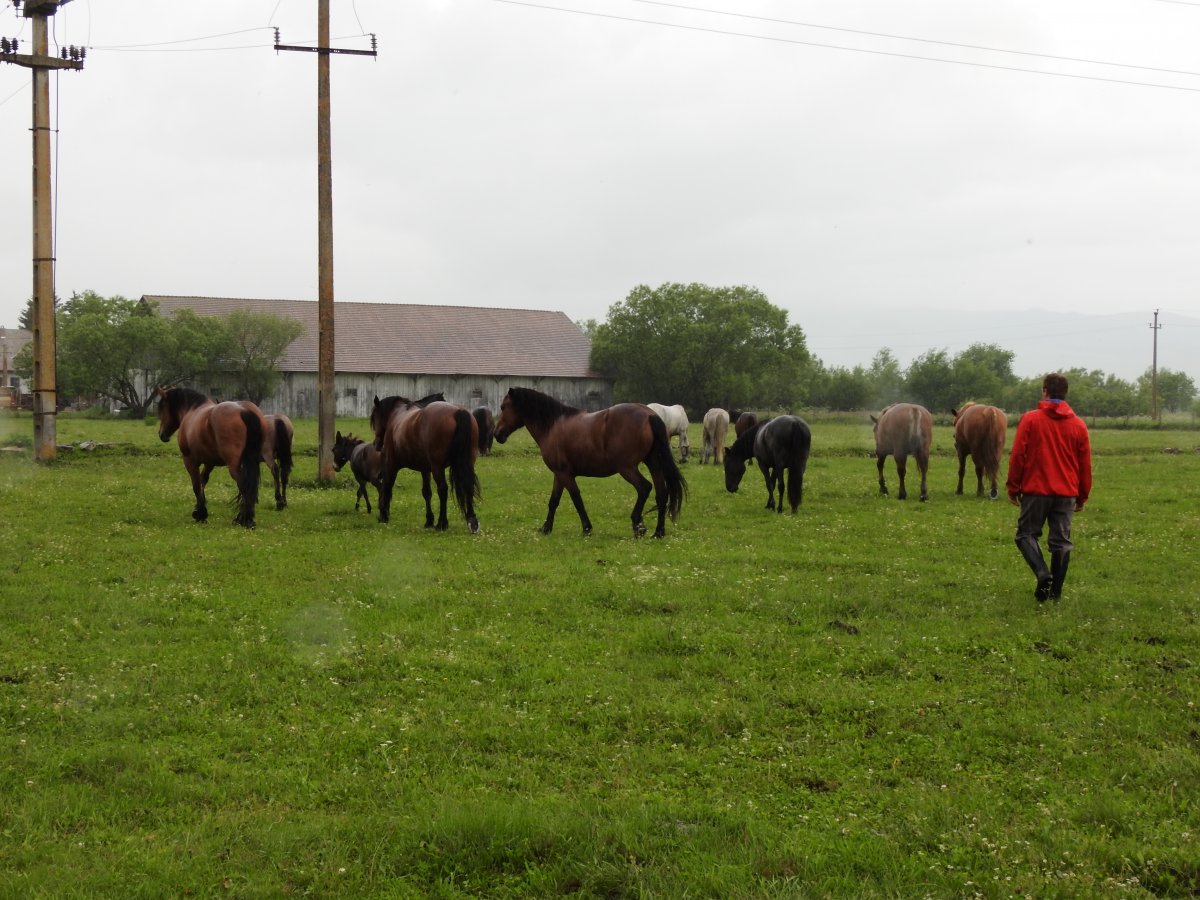 Gyergyószárhegyen tizenöt lóra szaporodott az alapítvány  lovasfarmja •  Fotó: Makkay József