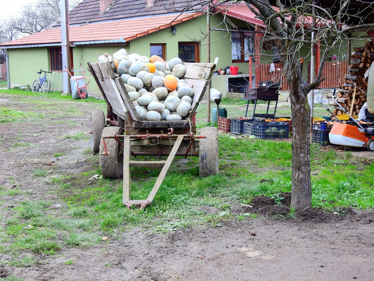 A több lábon álló gazdaságban 15-féle zöldség terem, többek között sütőtök is •  Fotó: Makkay József