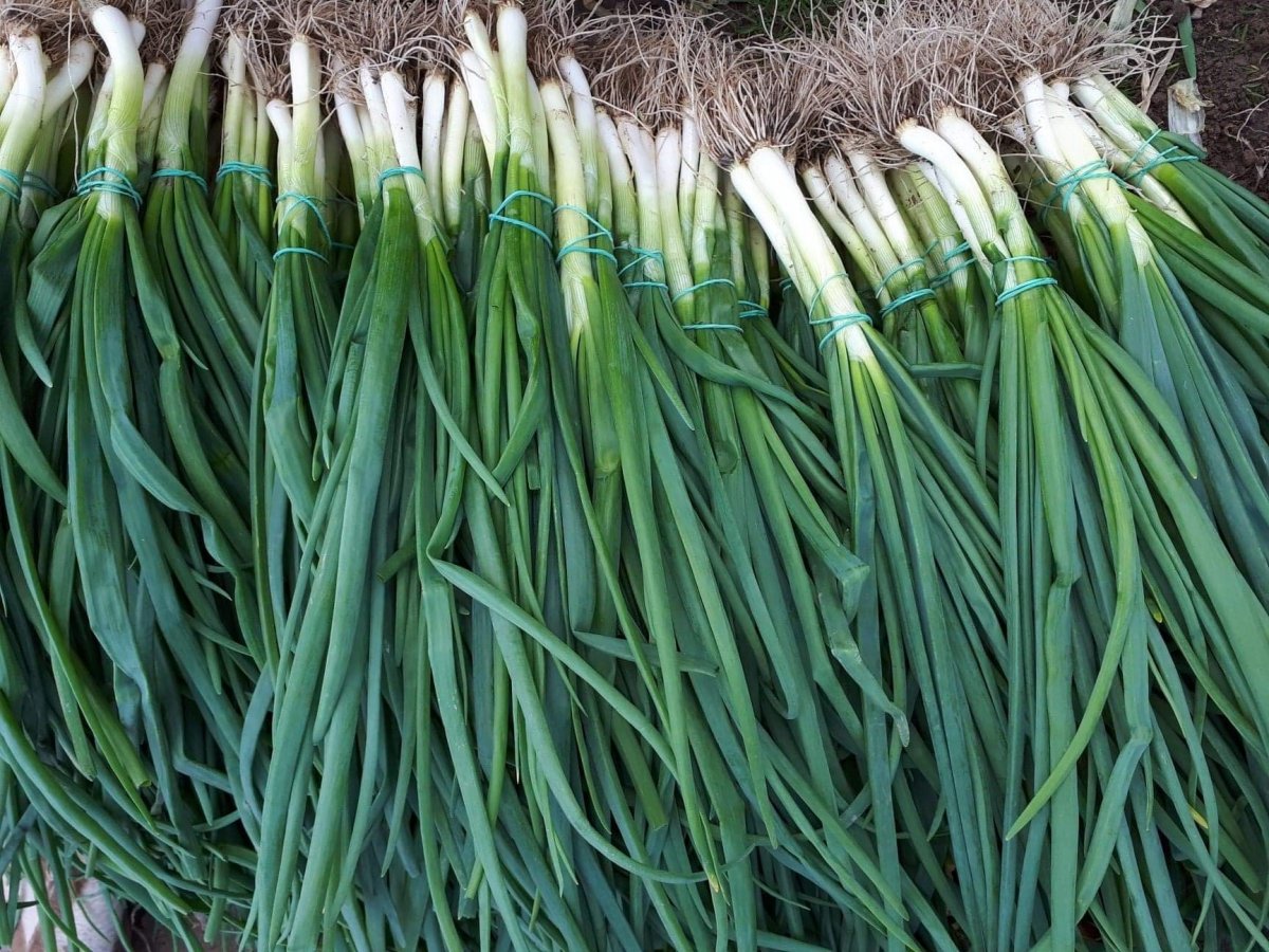 Friss zöldhagyma. A vásárlók a helyi termékeket keresik &bullet;  Fotó: Kis-Szamos Rét Mezőgazdasági Szövetkezet