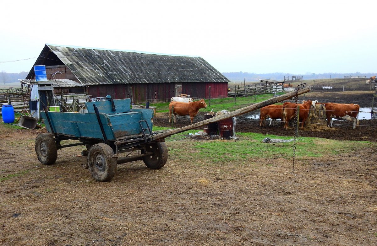 Tanyasi csendélet. Ha szükséges, lovakat fognak a szekér elé •  Fotó: Makkay József