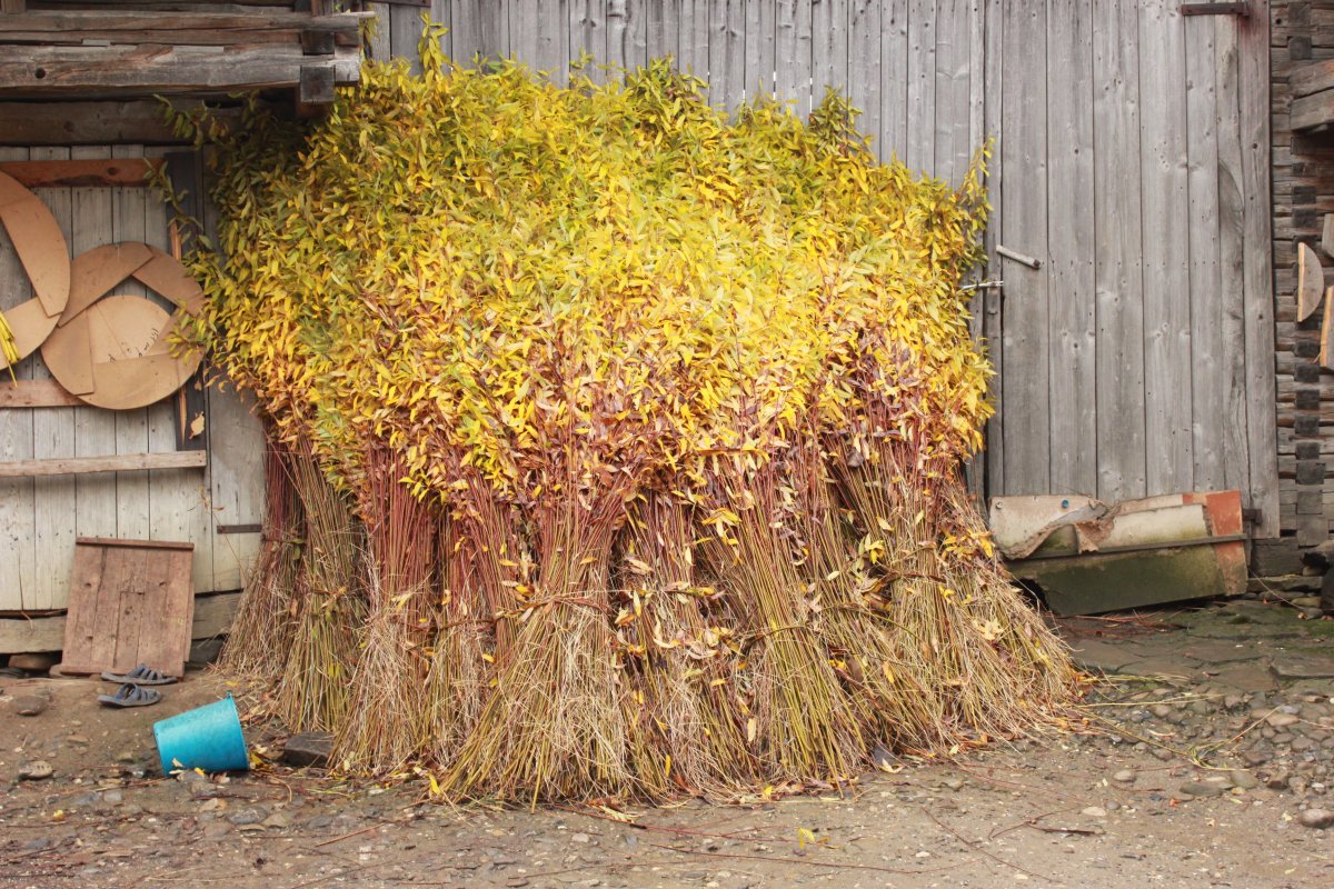 Feldolgozásra váró fűzfavesszők a kosárfonó mester udvarán •  Fotó: Jakab Mónika