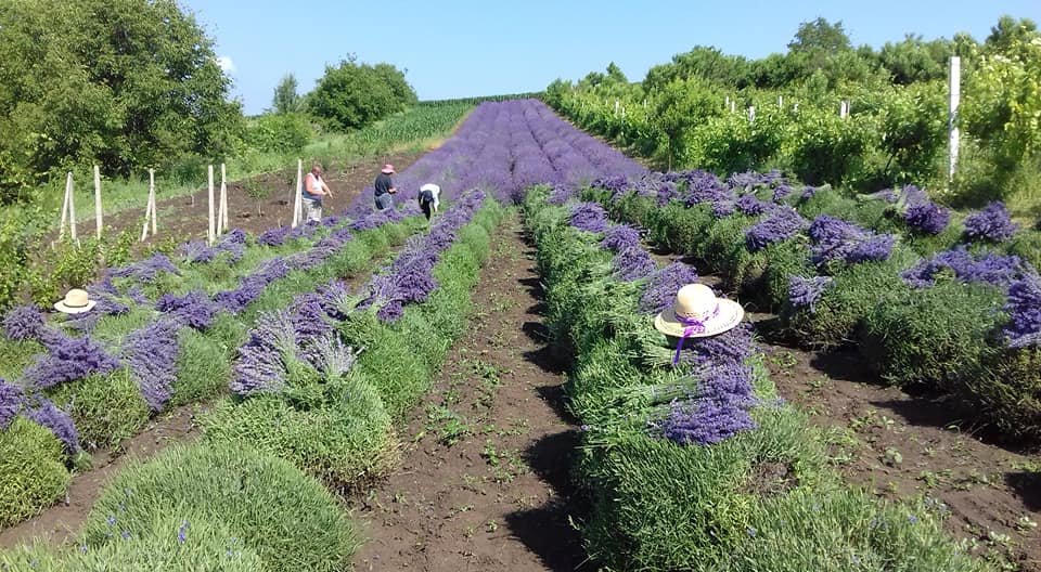 Virágzó levendulaültetvény. A növényeket nyáron csokorba gyűjtve szedik •  Fotó: Facebook/Király Erzsébet
