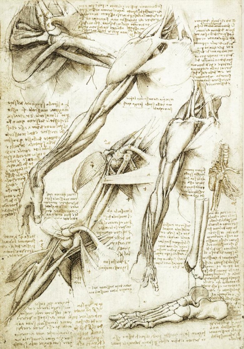 A kar anatómiája Leonardo Da Vinci rajzán 