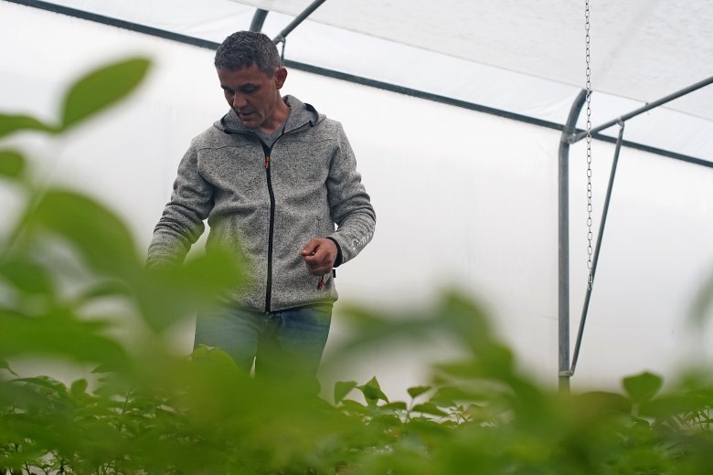 Ravasz Szabolcs agrármérnök felügyeli a marosvásárhelyi diófa-iskolát •  Fotó: Haáz Vince