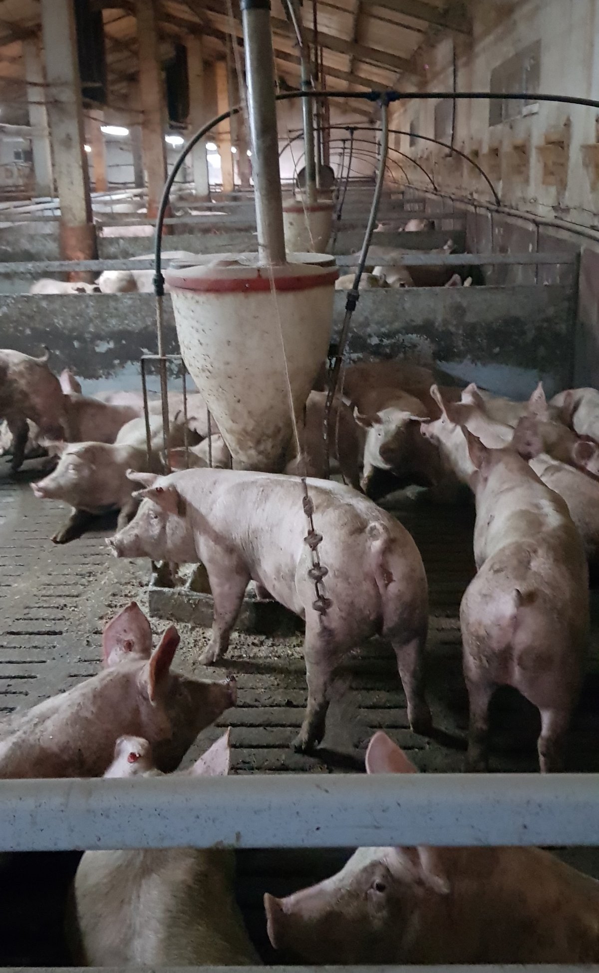 Nagyüzemi disznófarm. Minden üzemméretben figyelni kell az állatjóléti előírásokra •  Fotó: Makkay József