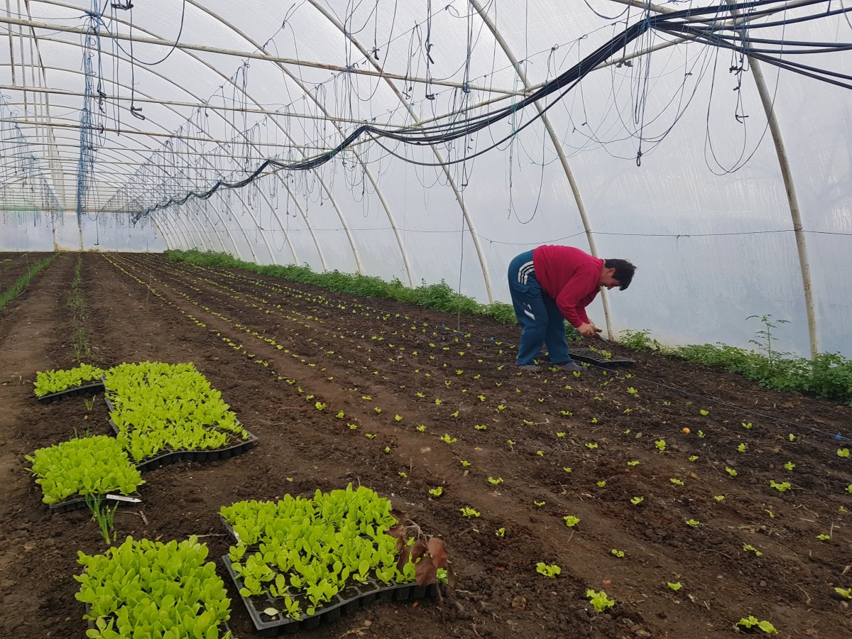 A több lábon állás elengedhetetlen tartozéka a fóliaház is &bullet;  Fotó: Makkay József