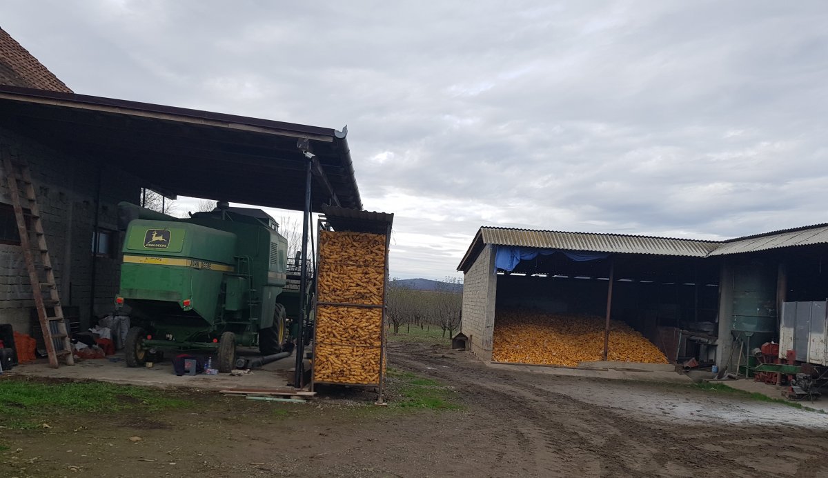 A Darabont család gabonatároló telepe a falu határában &bullet;  Fotó: Makkay József