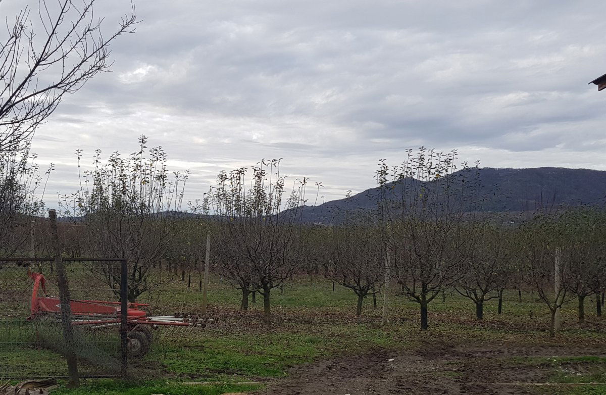 A fákat metsző csapatot várja a leszüretelt gyümölcsös &bullet;  Fotó: Makkay József