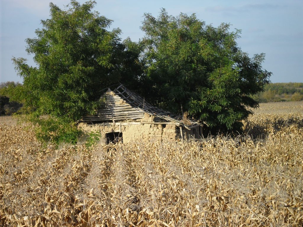 Omladozó érsemjéni tanya. A vályogból épült házak a földből nőttek ki, és oda is térnek vissza •  Fotó: Sütő Éva