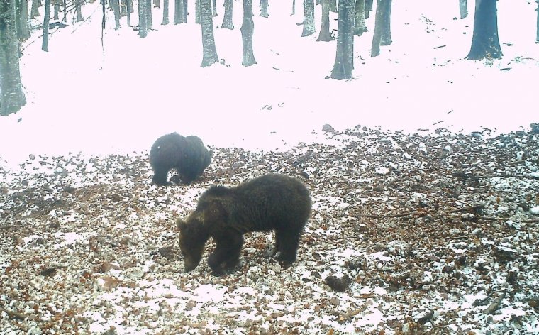 Nem találták meg a favágók által barlangjukból kidobott medvebocsokat, a rendőrség tovább nyomoz az ügyben