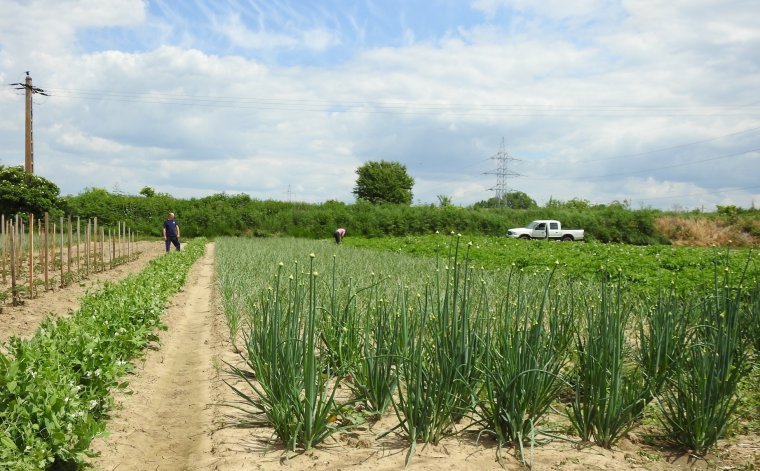 Zöldség helyett repülőalkatrészek Bágyonban: az aranyosszéki Várfalva község gyors átalakulásának története