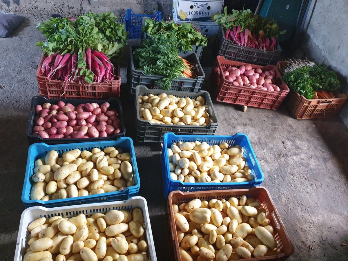 Csegeziék a nagyenyedi piacra készülnek a friss zöldséggel •  Fotó: Facebook/Csegezi Béla