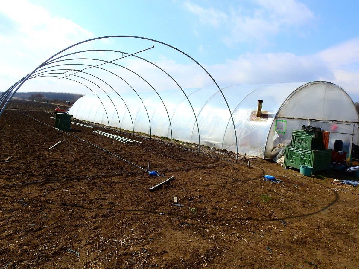 A Bányai család újabb fóliasátrakat állít üzembe •  Fotó: Makkay József