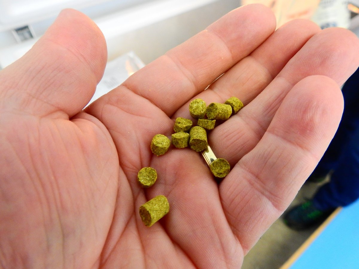 A komló granulált formában kerül a sörfőző tankba &bullet;  Fotó: Makkay József