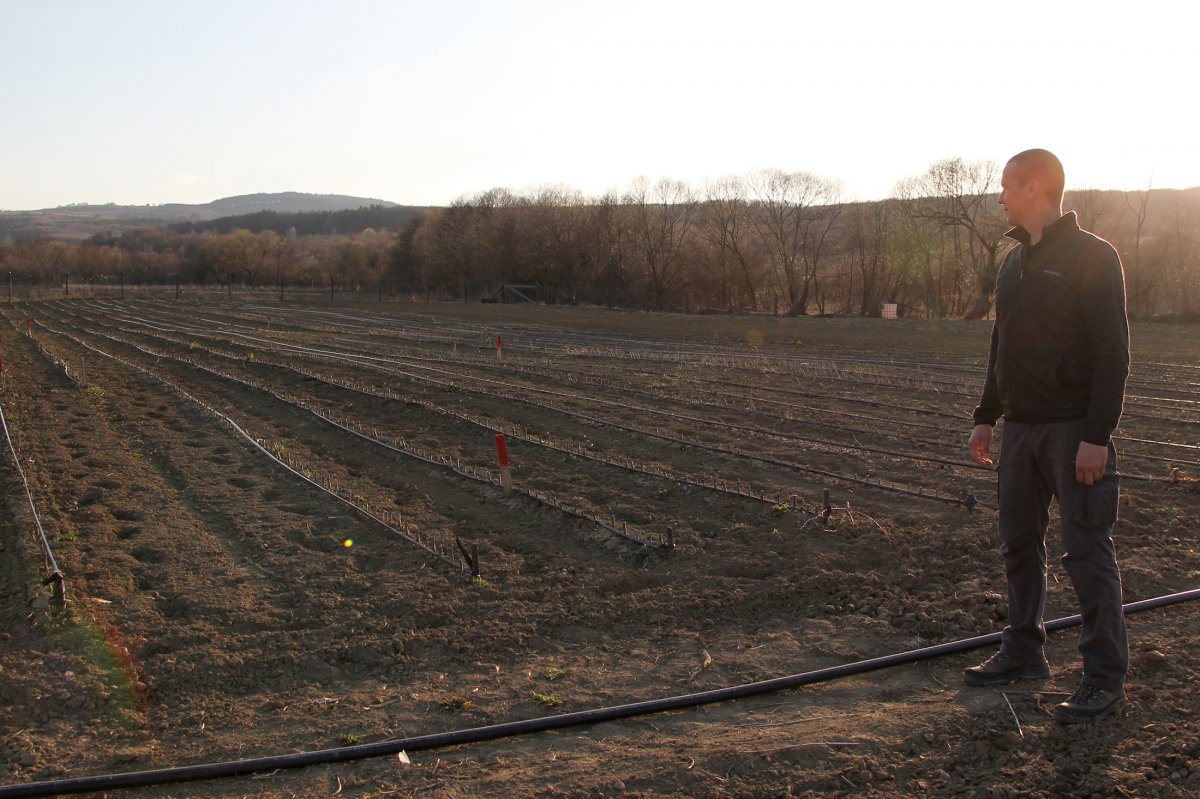 A gyümölcsfaiskola területét vetésforgó rendszerben művelik •  Fotó: Jakab Mónika