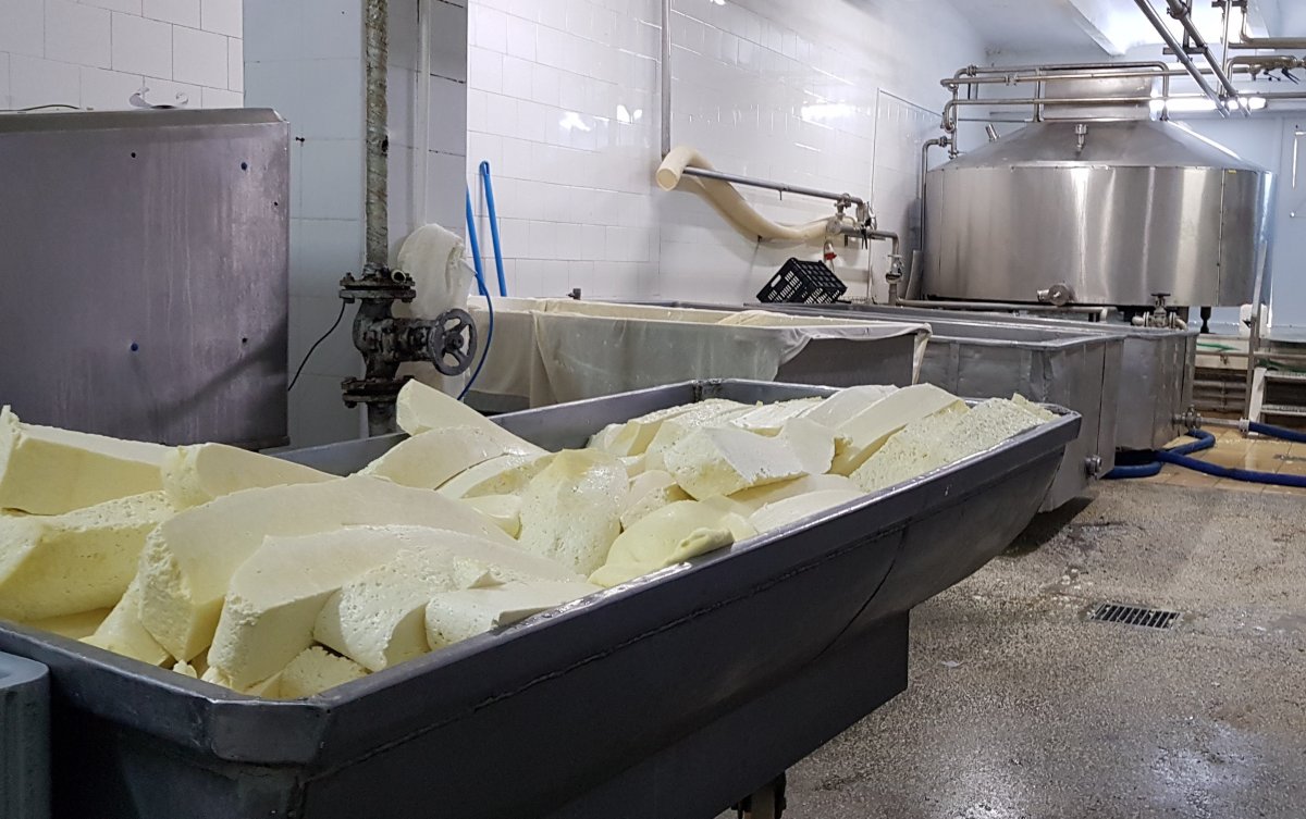 A friss sajt alapanyaga. Napi 12 ezer liter tejet dolgoznak fel a székelykeresztúri gyárban •  Fotó: Makkay József