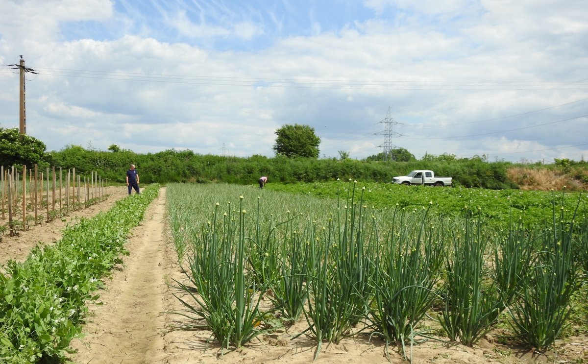 Bágyoni zöldségesparcella. Az aranyosszéki falvakban ma már egyre kevesebben gazdálkodnak •  Fotó: Makkay József