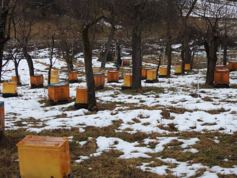 A méhcsaládok egy része a gyümölcsfák alatt tölti a telet •  Fotó: Makkay József