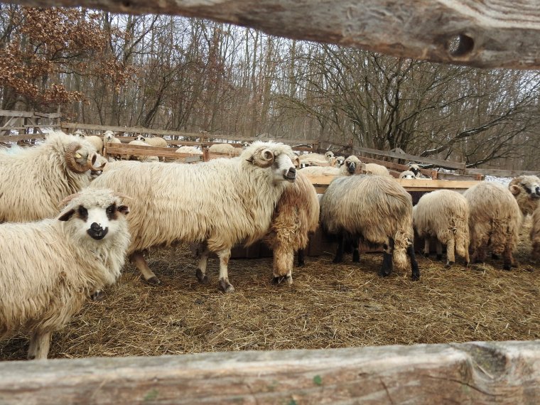 A falugazdász lehet az együttműködés kovásza – Szabó Ákos csíki agrármérnök a szaktanácsadás és a szövetkezés fontosságáról
