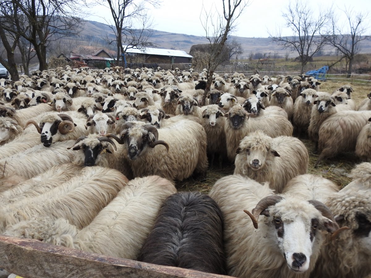 Az ország néhány karanténfarmjára gyűjtik össze az exportra szánt élőállatokat •  Fotó: Makkay József
