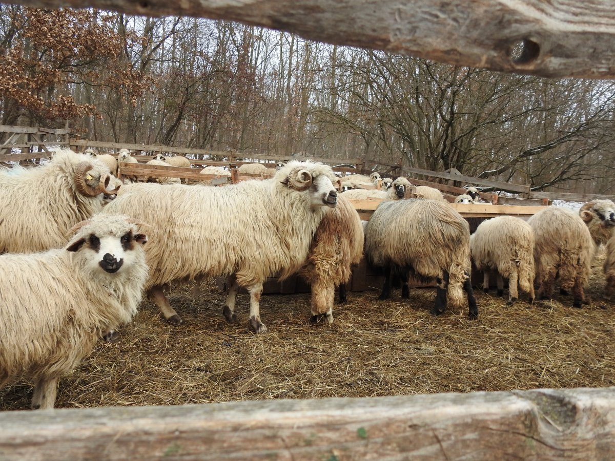 Legjobban a juhászatot viseli meg a munkaerőhiány. Sokan arra kényszerülnek, hogy eladják állataikat •  Fotó: Makkay József