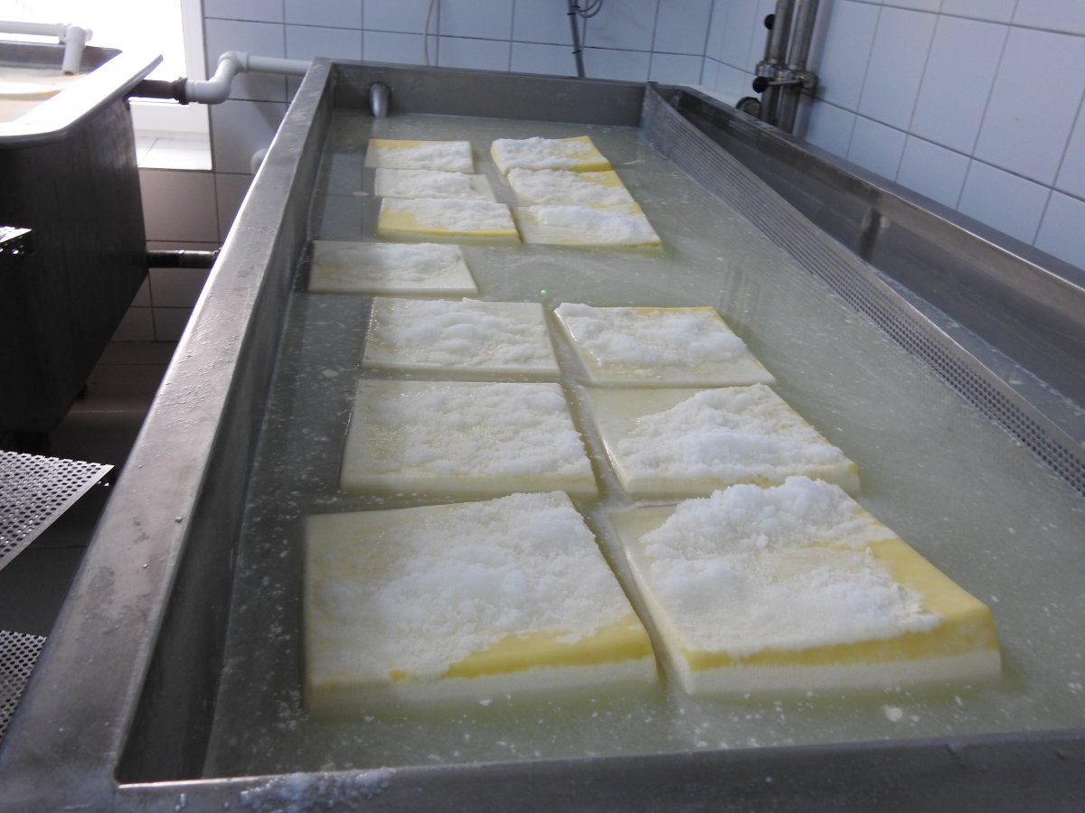 A friss sajtok első útja a sós medencébe vezet •  Fotó: Makkay József