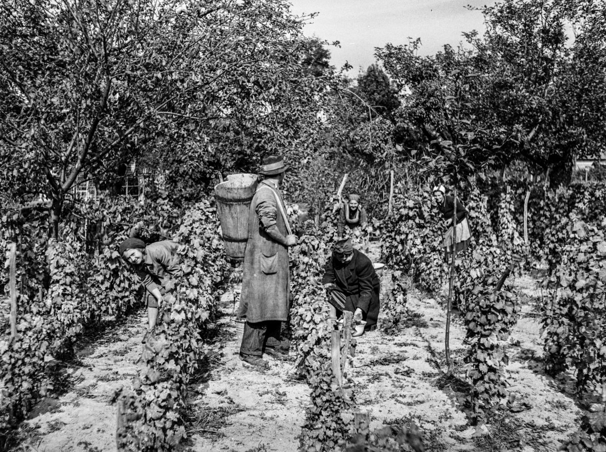 Lissák Tivadar szüreti felvétele 1943-ban készült •  Fotó: Hagyományok Háza/Archív