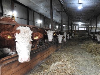 Az állattartást, a szántóföldi növénytermesztést és az autóipart is bedöntheti az Unió