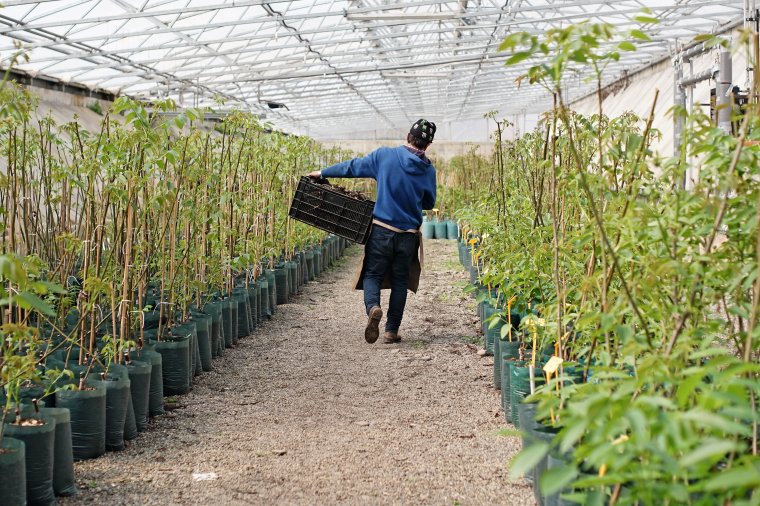 A jövő gyümölcse, a dió