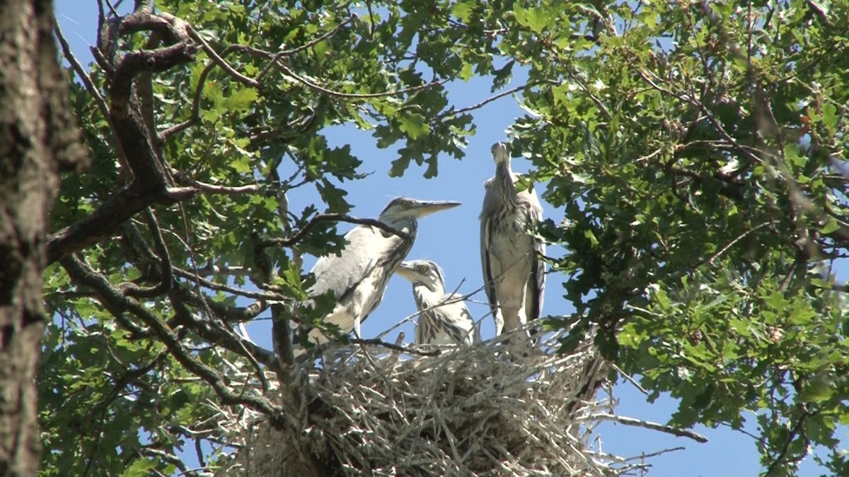 A Csíkos-tó egy  szürkegém-rezervátum a székelyhídi kocsányos tölgyerdőben •  Fotó: Ér Hangja