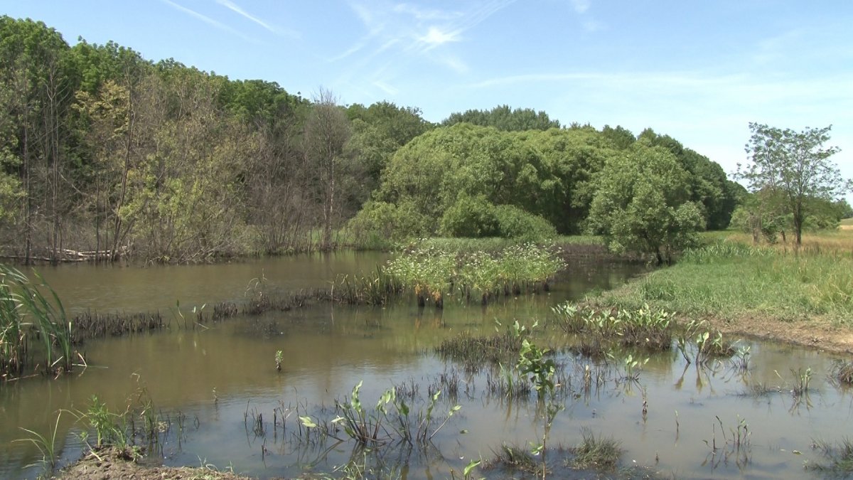 A Bihar megyei Székelyhíd környékén terül el a Csíkos-tó és lápterület •  Fotó: Ér Hangja