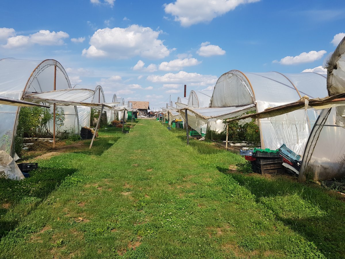 A régies fóliasátrakban zöldségtermesztési csúcstechnológia üzemel &bullet;  Fotó: Makkay József