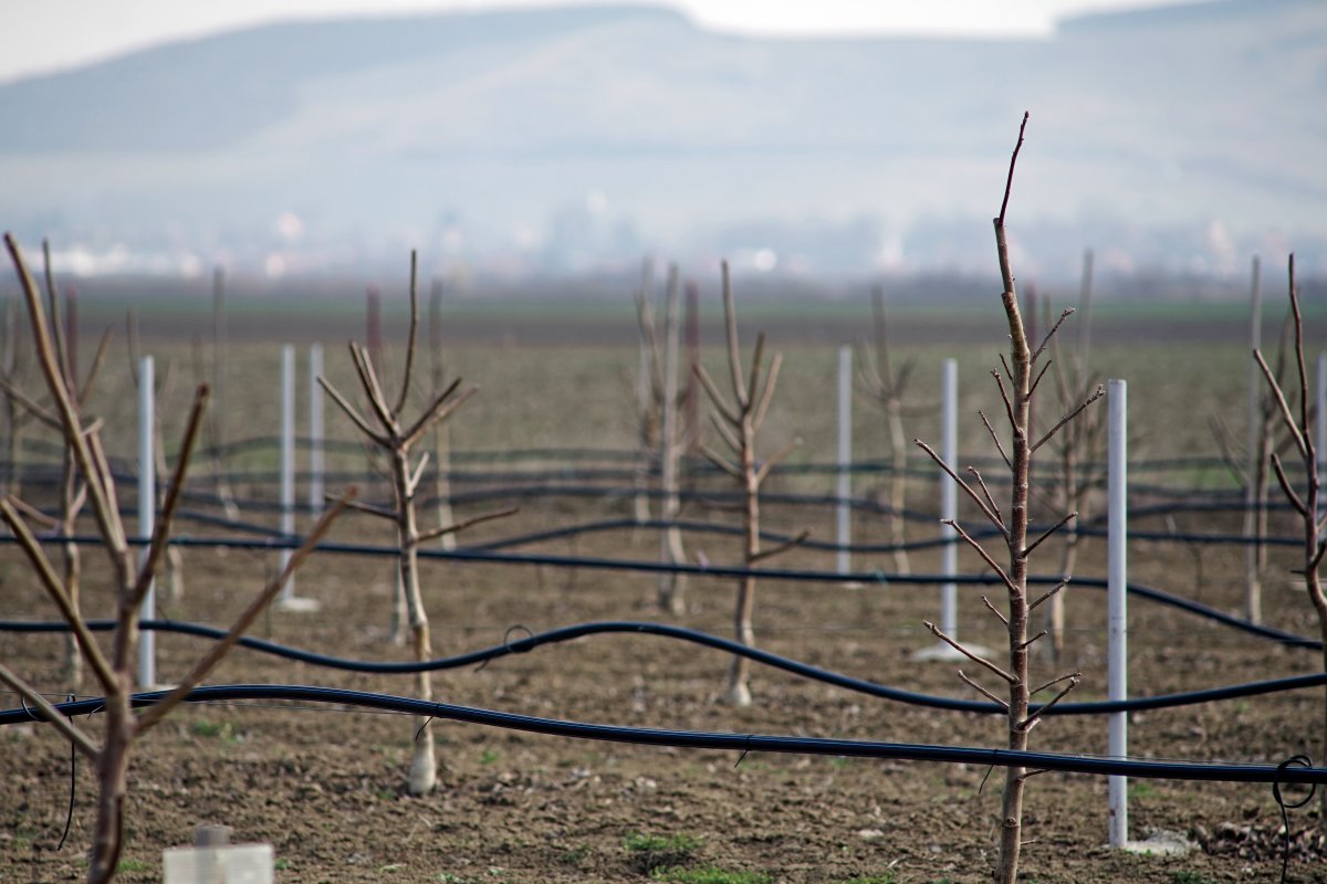 Frissen kiültetett csemeték. Egyre többen érdeklődnek a diótermesztés iránt &bullet;  Fotó: Haáz Vince
