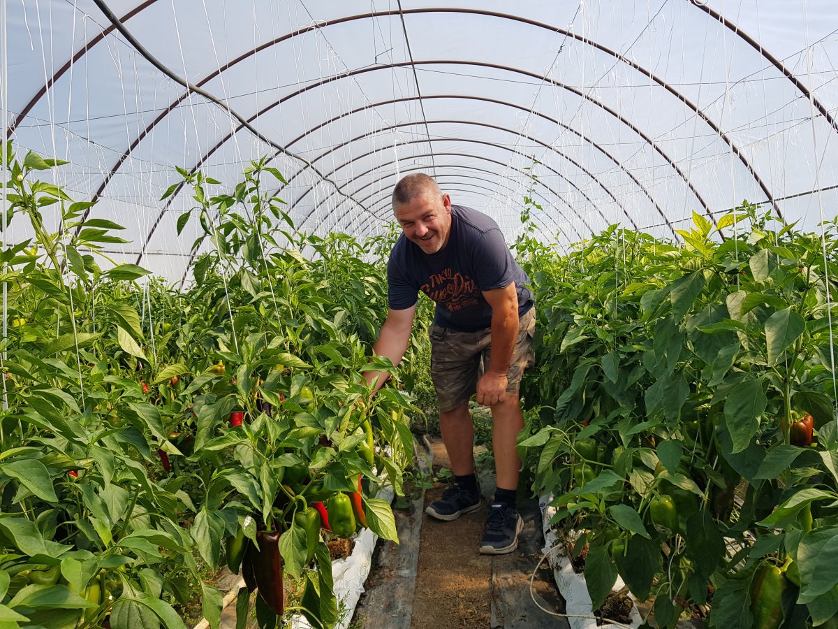 Fazakas Miklós Maros megyei agrárvállalkozó fóliasátrában •  Fotó: Makkay József