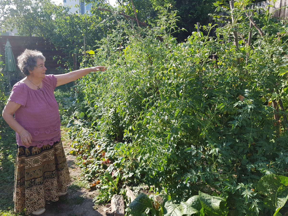 Paradicsombokrok. A biokertben minimális permetezéssel is bőséges a termés •  Fotó: Makkay József