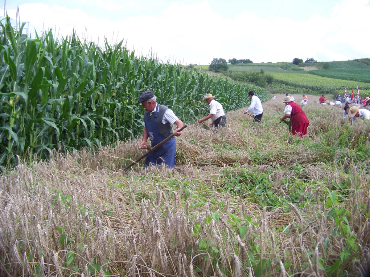 Szalacsi aratóünnep. Kaszások vágják a rendet a marokszedők előtt •  Fotó: Sütő Éva
