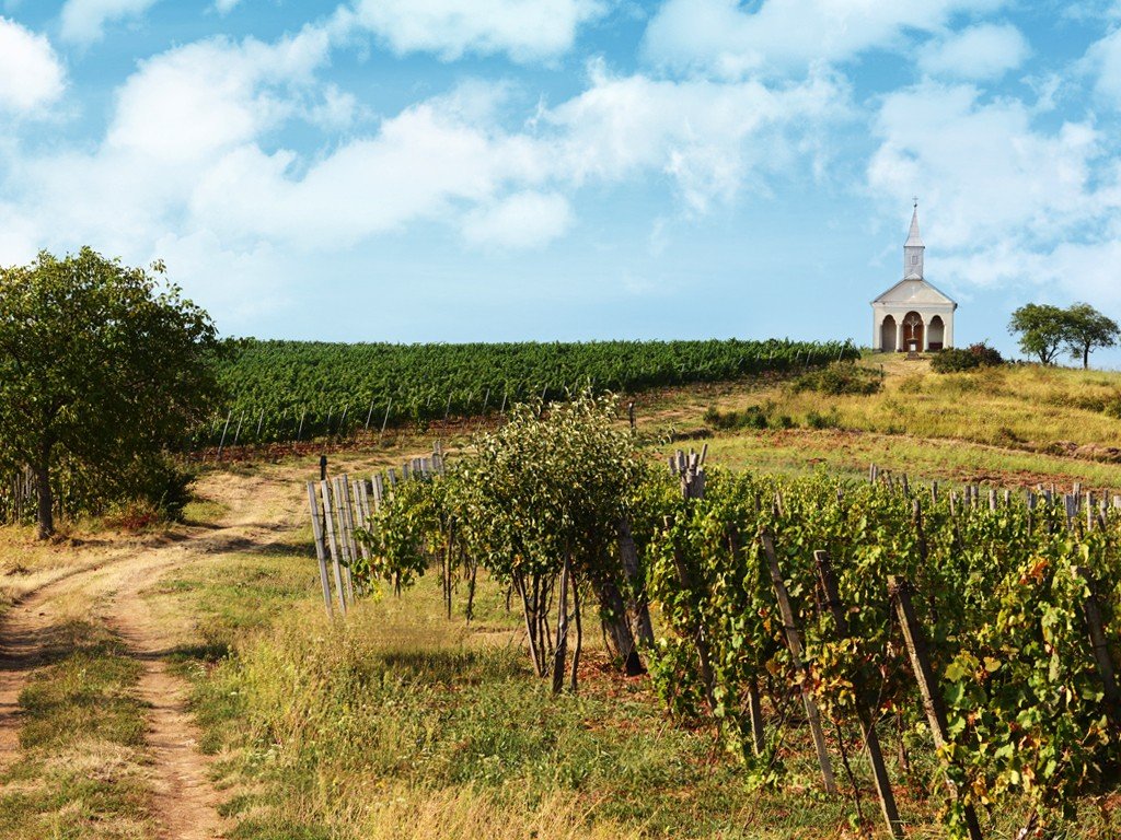 A névadó Nachbil dűlő a krasznabélteki szőlőhegyen &bullet;  Fotó: Nachbil Pincészet