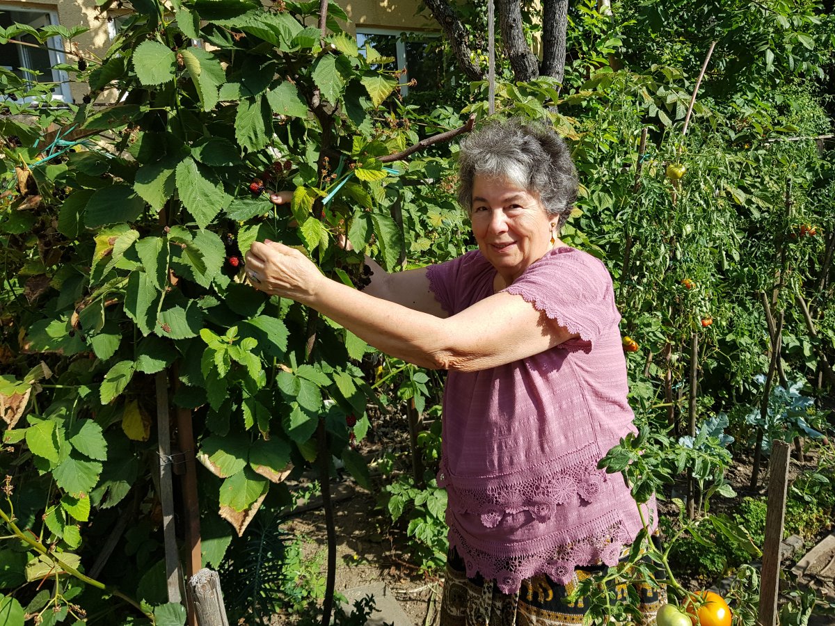 Szederbokrát mutatja kolozsvári kiskertjében a professzorasszony • Fotó: Makkay József