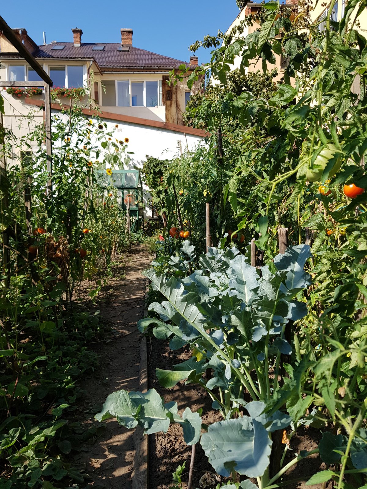 Növénytársítás.  A káposztafélék fontos védelmet nyújtanak a paradicsomnak is •  Fotó: Makkay József