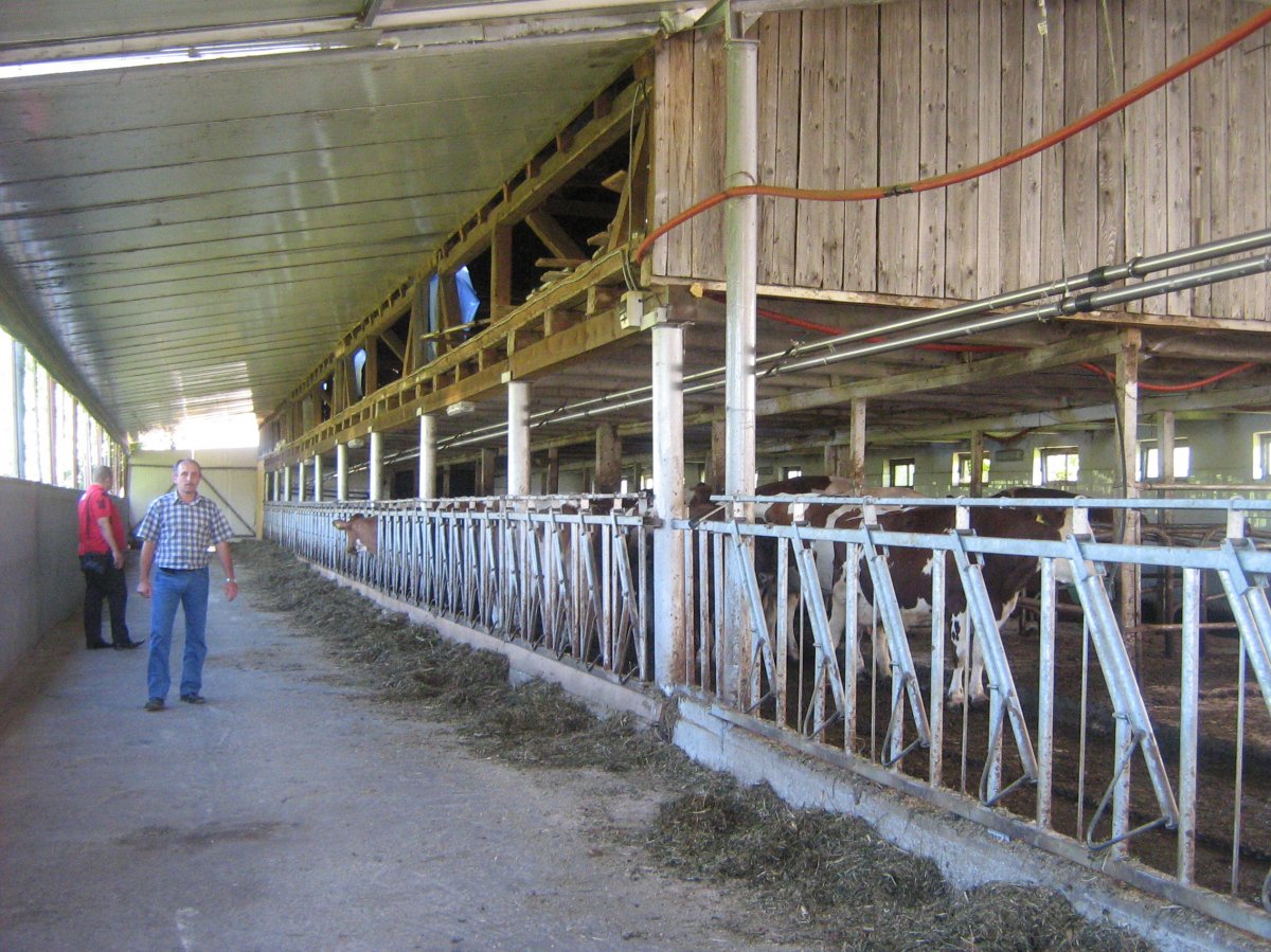 Tehénistálló Maros megyében. A gazdákat farmokra is elviszi a falugazdász &bullet;  Fotó: Dán Péter