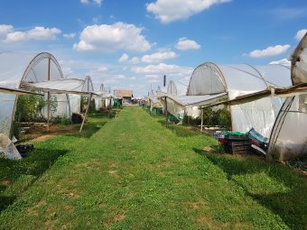 A bizonytalan behozatalt kellene pótolnia a hazai mezőgazdaságnak: kormányzati bevatakozásban reménykednek a gazdák