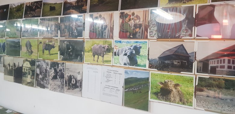 Képekben a múlt. A bivalytartás a negyvenes és ötvenes években élte virágkorát •  Fotó: Makkay József